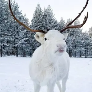 Explore The Northern Lights of Finland  (2025) for 8 days with Collette and discover unforgettable experiences - Photo 9