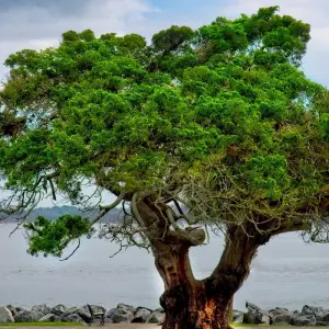 Explore Southern Charm featuring Charleston, Savannah & Jekyll Island (Charleston, SC to Jekyll Island, GA) (2025) for 7 days with Collette and discover unforgettable experiences - Photo 7