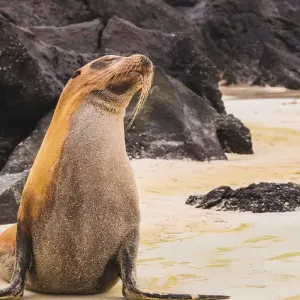 Explore Machu Picchu & Galapagos Wonders featuring a 4-Night Cruise (Lima to Santa Cruz, Galapago) (2025) (Alternative) for 14 days with Collette and discover unforgettable experiences - Photo 2