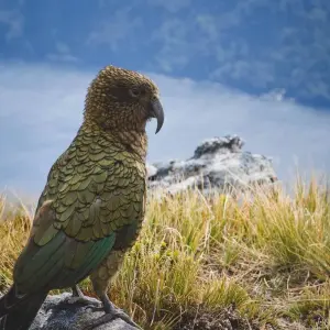 Explore Exploring New Zealand's Wonders featuring the North & South Islands (Auckland to Queenstown) for 18 days with Collette and discover unforgettable experiences - Photo 4