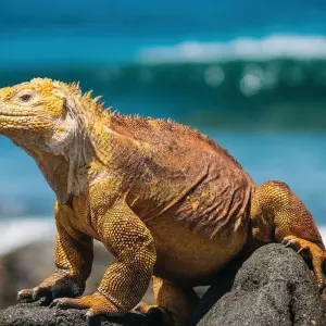 Explore Machu Picchu & Galapagos Wonders featuring a 4-Night Cruise (Lima to Santa Cruz, Galapago) (2025) (Alternative) for 14 days with Collette and discover unforgettable experiences - Photo 7