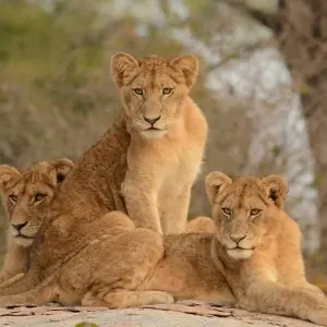 Explore Namibia & South Africa: Epic Landscapes & Wildlife  (Johannesburg to Kruger National Park) (2025) for 17 days with Collette and discover unforgettable experiences - Photo 4