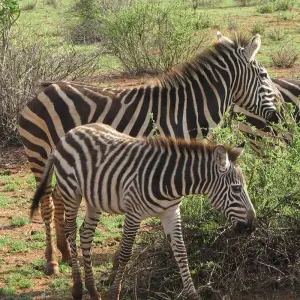 Explore Namibia & South Africa: Epic Landscapes & Wildlife  (Johannesburg to Kruger National Park) (2025) for 17 days with Collette and discover unforgettable experiences - Photo 7