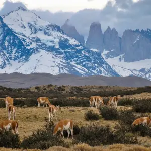 Explore Patagonia: Edge of the World featuring Argentina, Chile, and a 4-Night Patagonia Cruise for 15 days with Collette and discover unforgettable experiences - Photo 5