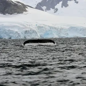 Explore Antarctica: The White Continent  (Buenos Aires to Ushuaia) for 12 days with Collette and discover unforgettable experiences - Photo 4