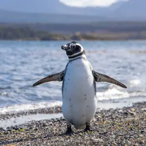 Explore Patagonia: Edge of the World featuring Argentina, Chile, and a 4-Night Patagonia Cruise for 15 days with Collette and discover unforgettable experiences - Photo 6