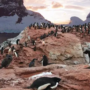 Explore Antarctica: The White Continent  (Buenos Aires to Ushuaia) for 12 days with Collette and discover unforgettable experiences - Photo 7