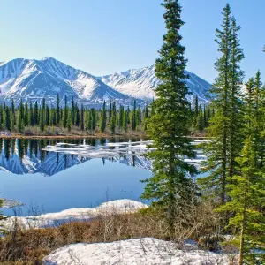 Explore Alaska Discovery Land & Cruise featuring a 7-night Holland America Cruise (Fairbanks, AK to Vancouver, BC) (2025) for 12 days with Collette and discover unforgettable experiences - Photo 5