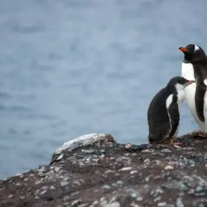 Explore Antarctica: The White Continent  (Buenos Aires to Ushuaia) for 12 days with Collette and discover unforgettable experiences - Photo 8