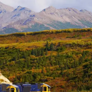 Explore Alaska Discovery Land & Cruise featuring a 7-night Holland America Cruise (Fairbanks, AK to Vancouver, BC) (2025) for 12 days with Collette and discover unforgettable experiences - Photo 8