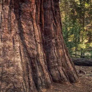 Explore Sequoia & Kings Canyon National Parks featuring San Diego and California’s Central Coast  (San Diego, CA to Los Angeles, CA) (2025) for 10 days with Collette and discover unforgettable experiences - Photo 3