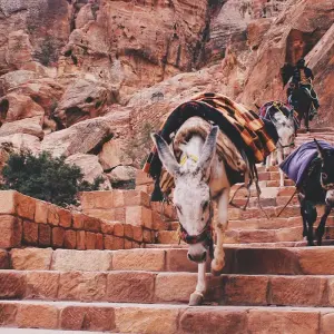 Explore Journey Through Egypt and Jordan  (Amman to Cairo) (2025) for 14 days with Collette and discover unforgettable experiences - Photo 2
