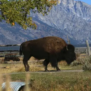Explore America's Cowboy Country  (Rapid City, SD to Jackson, WY) (2026) for 8 days with Collette and discover unforgettable experiences - Photo 4