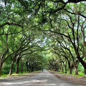 Explore Southern Charm featuring Charleston, Savannah, and Jekyll Island (Charleston, SC to Jekyll Island, GA) (2026) for 7 days with Collette and discover unforgettable experiences - Photo 4