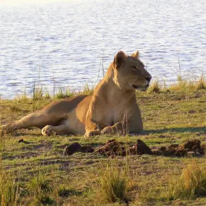 Explore Exploring South Africa, Victoria Falls & Botswana  (Johannesburg to Cape Town) (2025) for 15 days with Collette and discover unforgettable experiences - Photo 3