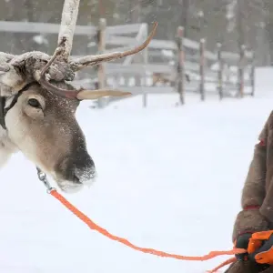 Explore The Northern Lights of Finland  (2026) for 8 days with Collette and discover unforgettable experiences - Photo 5