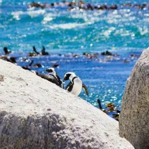 Explore Exploring South Africa, Victoria Falls & Botswana  (Johannesburg to Cape Town) (2025) for 15 days with Collette and discover unforgettable experiences - Photo 5