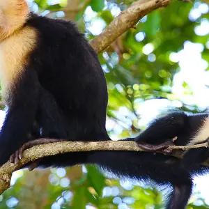 Explore Tropical Costa Rica  (San Jose to Guanacaste) (2025) for 9 days with Collette and discover unforgettable experiences - Photo 2