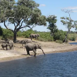 Explore Exploring South Africa, Victoria Falls & Botswana  (Johannesburg to Cape Town) (2025) for 15 days with Collette and discover unforgettable experiences - Photo 6
