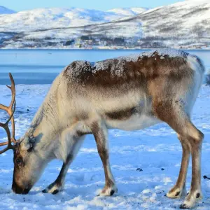 Explore The Northern Lights of Finland  (2026) for 8 days with Collette and discover unforgettable experiences - Photo 7