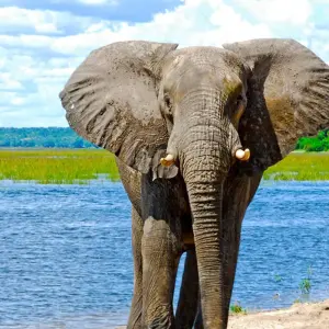 Explore Exploring South Africa, Victoria Falls & Botswana  (Johannesburg to Cape Town) (2025) for 15 days with Collette and discover unforgettable experiences - Photo 9