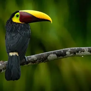 Explore Tropical Costa Rica  (San Jose to Guanacaste) (2025) for 9 days with Collette and discover unforgettable experiences - Photo 8