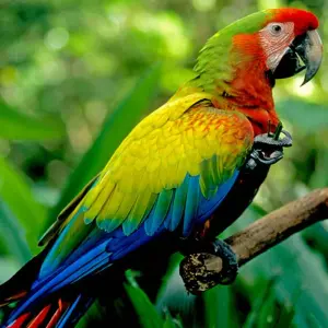 Explore Costa Rica: A World of Nature featuring Tortuguero National Park, Arenal Volcano & Manuel Antonio National Park (2025) for 12 days with Collette and discover unforgettable experiences - Photo 8