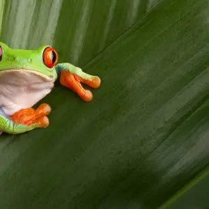 Explore Costa Rica: A World of Nature featuring Tortuguero National Park, Arenal Volcano & Manuel Antonio National Park (2025) for 12 days with Collette and discover unforgettable experiences - Photo 9