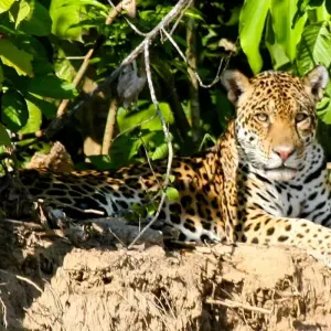 Explore Manu National Park 3D-2N Tour for 3 days with CondeTravel and discover unforgettable experiences - Photo 2