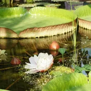 Explore Macaw clay lick and sandoval lake 5D/4N for 5 days with CondeTravel and discover unforgettable experiences - Photo 2