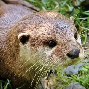 Explore Manu National Park 4 days for 4 days with CondeTravel and discover unforgettable experiences - Photo 2