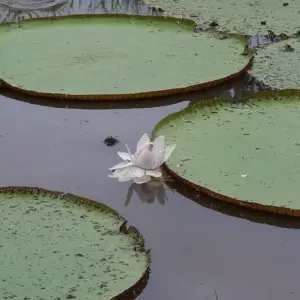 Explore Manu National Park 4 days for 4 days with CondeTravel and discover unforgettable experiences - Photo 3