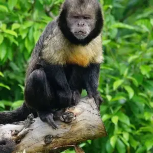 Explore Collpa de Guacamayos and sandoval lake 4D/3N for 4 days with CondeTravel and discover unforgettable experiences - Photo 4