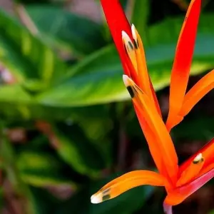 Explore Macaw clay lick and sandoval lake 5D/4N for 5 days with CondeTravel and discover unforgettable experiences - Photo 4