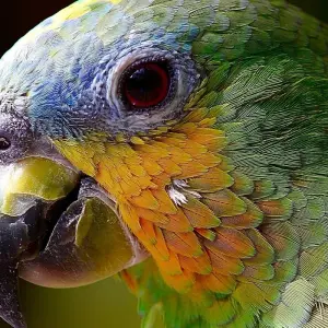 Explore Collpa de Guacamayos 3D/2N for 3 days with CondeTravel and discover unforgettable experiences - Photo 5