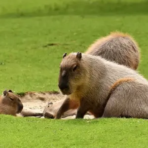 Explore Collpa de Guacamayos and sandoval lake 4D/3N for 4 days with CondeTravel and discover unforgettable experiences - Photo 5