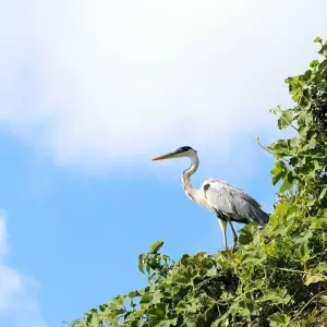 Explore Manu National Park 4 days for 4 days with CondeTravel and discover unforgettable experiences - Photo 5