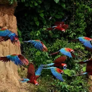 Explore Collpa de Guacamayos 3D/2N for 3 days with CondeTravel and discover unforgettable experiences - Photo 7