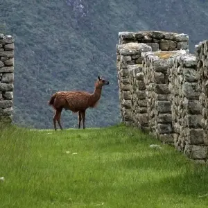 Explore Salkantay Trek Standard 5D/4N for 5 days with CondeTravel and discover unforgettable experiences - Photo 9