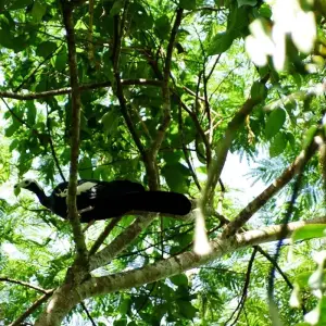 Explore Manu National Park 3D-2N Tour for 3 days with CondeTravel and discover unforgettable experiences - Photo 7