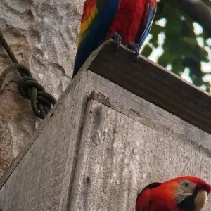 Explore Collpa de Guacamayos 3D/2N for 3 days with CondeTravel and discover unforgettable experiences - Photo 8