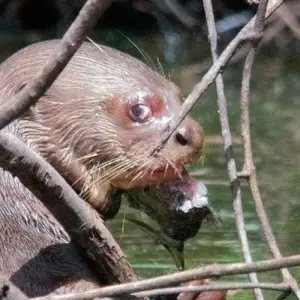 Explore Manu National Park 4 days for 4 days with CondeTravel and discover unforgettable experiences - Photo 8