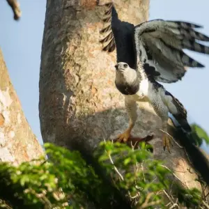 Explore Manu National Park 3D-2N Tour for 3 days with CondeTravel and discover unforgettable experiences - Photo 8