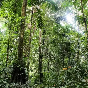 Explore Tambopata macaw clay lick 2D-1N for 2 days with CondeTravel and discover unforgettable experiences - Photo 4
