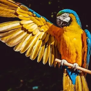 Explore Manu National Park 4 days for 4 days with CondeTravel and discover unforgettable experiences - Photo 9