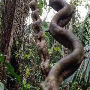 Explore Macaw clay lick and sandoval lake 5D/4N for 5 days with CondeTravel and discover unforgettable experiences - Photo 9