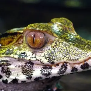 Explore Manu National Park 4 days for 4 days with CondeTravel and discover unforgettable experiences - Photo 10