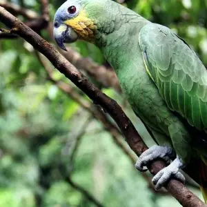 Explore Macaw clay lick and sandoval lake 5D/4N for 5 days with CondeTravel and discover unforgettable experiences - Photo 10