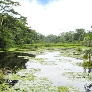 Explore Tambopata macaw clay lick 2D-1N for 2 days with CondeTravel and discover unforgettable experiences - Photo 6