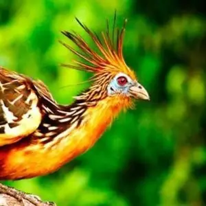 Explore Macaw clay lick and sandoval lake 5D/4N for 5 days with CondeTravel and discover unforgettable experiences - Photo 11